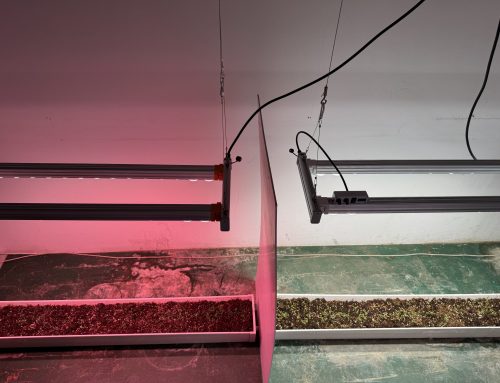 Blue light versus red light: What changes occur in alfalfa seedlings under the same light intensity?