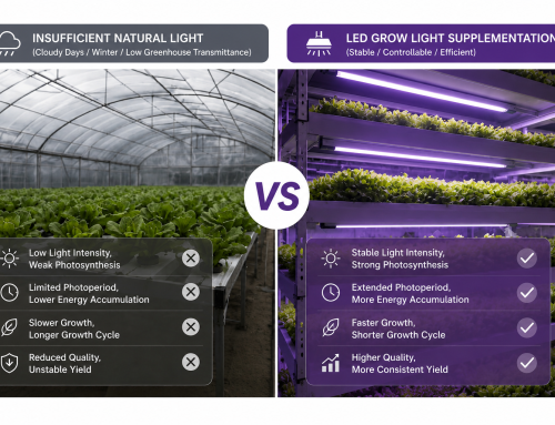 Light formulation + photoperiod + secondary optics: the three core secrets of LED plant lights to shorten the growth cycle