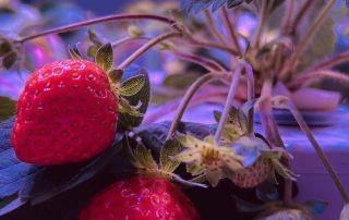 Strawberry seedlings growing under Koray GE35 LED grow lights in vertical farm