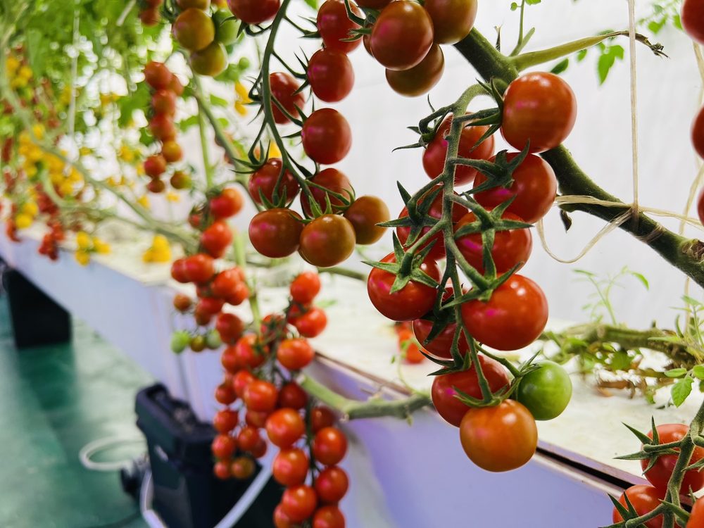 Koray GK-200W wide beam angle providing uniform light coverage over greenhouse tomatoes