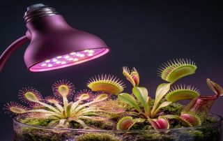 Can I Use the RX-PAR38 for Carnivorous Plants? Complete Growing Guide