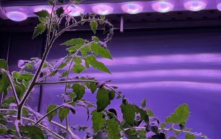Koray Lighting smart climate control system Horti Guru compatible
