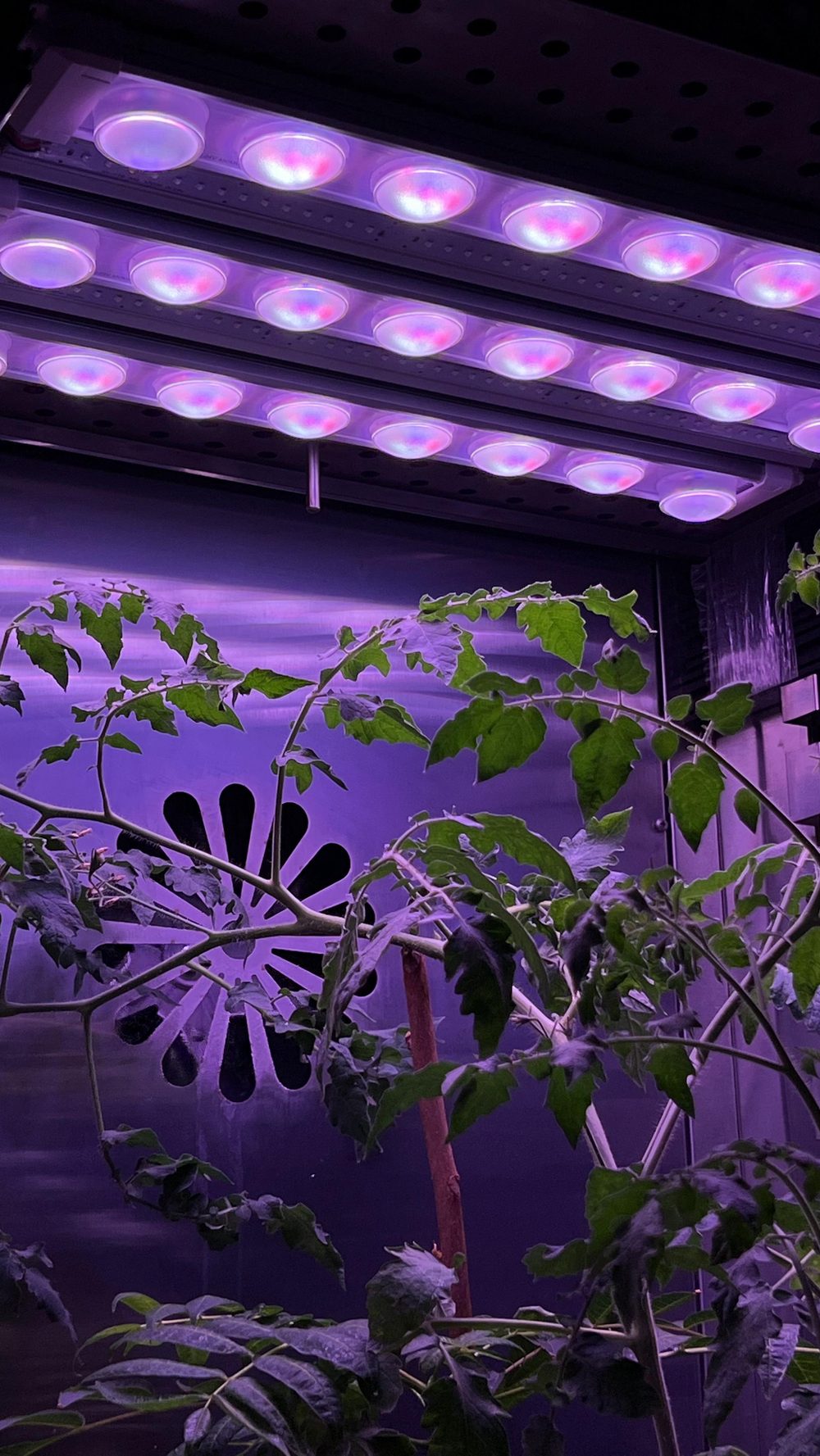 Koray Lighting climate chamber with smart control integration