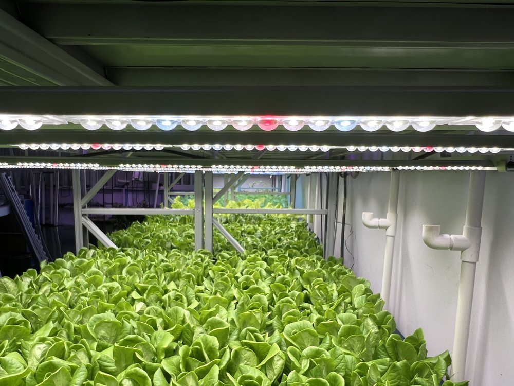 Lettuce growing under PT8 LED grow lights