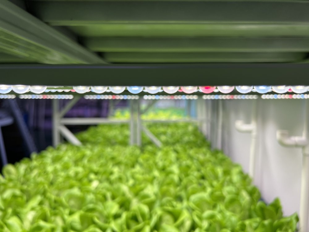 Fresh lettuce grown under PT8 LED lighting in shelf system
