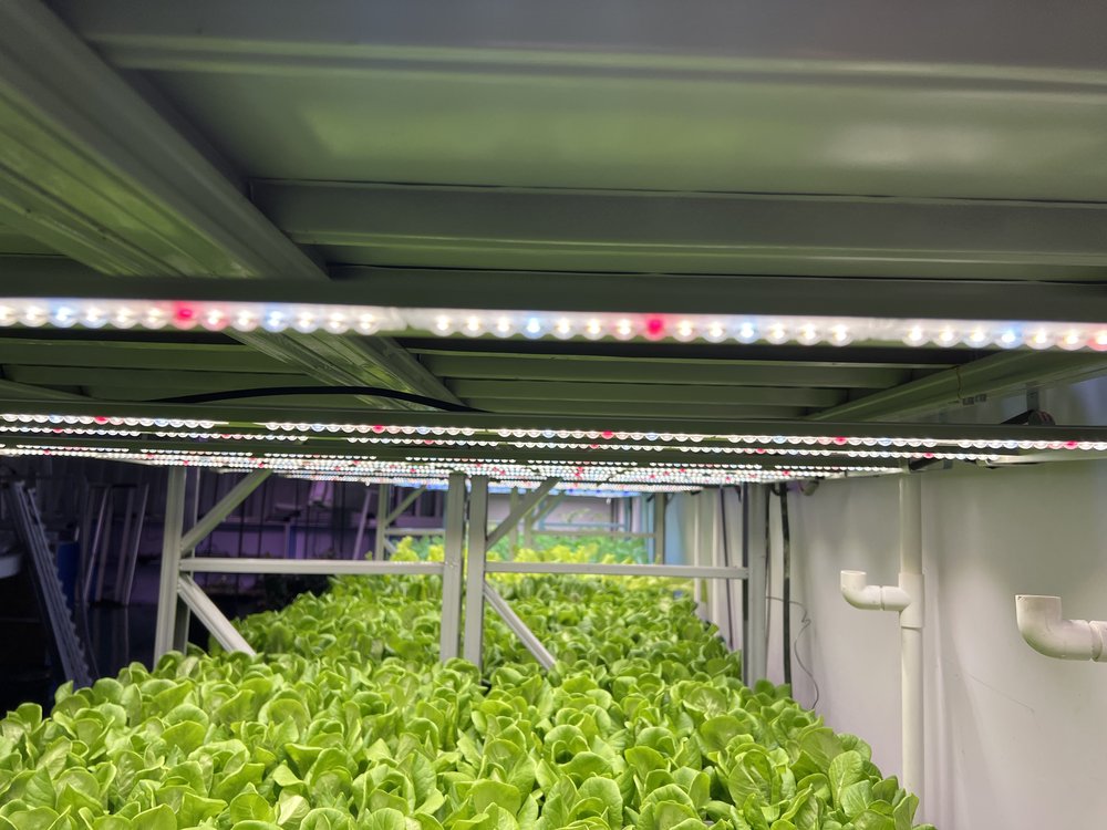 PT8 tubes in commercial lettuce growing system