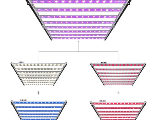 Do Seeds Need Light to Germinate? Photoblastic Germination, Dark Requirements and DLI