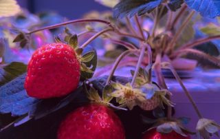 Strawberries growing year-round under LED lights