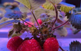 Best light spectrum for strawberry flowering