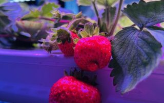 Grow light distance for strawberry plants