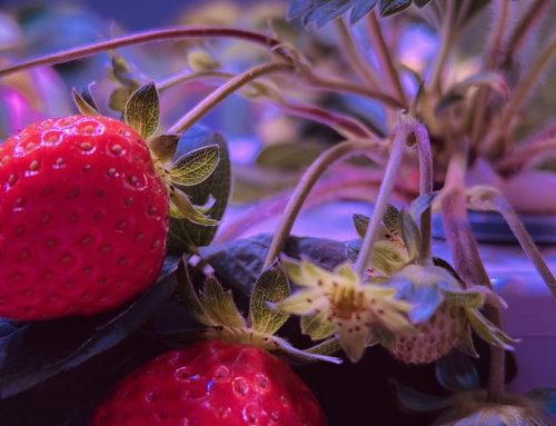Can Strawberries Fruit Under Full-Spectrum LEDs? A Complete Guide