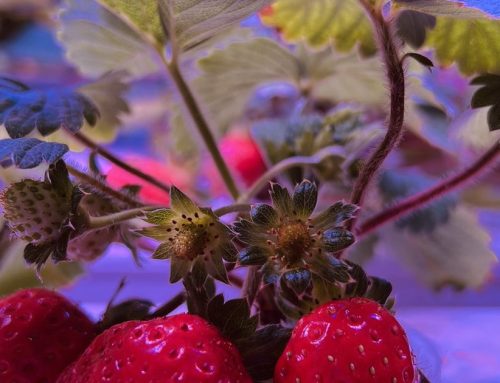 How Many Watts of LED Light Per Strawberry Plant? The Definitive Calculator