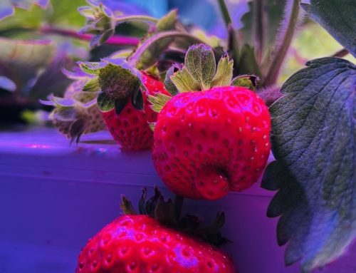 What Is the Best Light for Strawberry Runners? A Propagation Lighting Guide