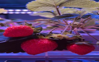 What Is the Ideal Photoperiod for Everbearing Strawberries Under LED Grow Lights? - Koray Lighting