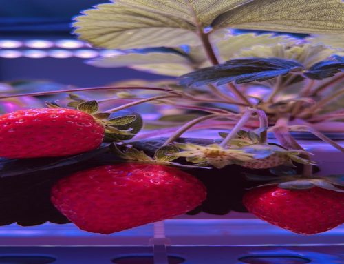 What Is the Ideal Photoperiod for Everbearing Strawberries Under LED Grow Lights?