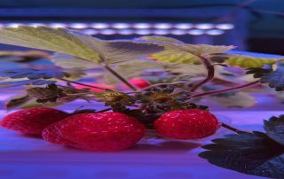 How Does Light Intensity Affect Strawberry Sweetness? A Complete Guide for Growers - Koray Lighting