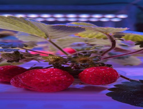 How Does Light Intensity Affect Strawberry Sweetness? A Complete Guide for Growers