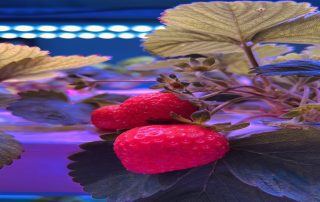What Grow Light Setup Works Best for a Commercial Strawberry Farm? - Koray Lighting