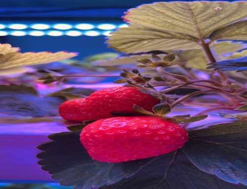 What Grow Light Setup Works Best for a Commercial Strawberry Farm?