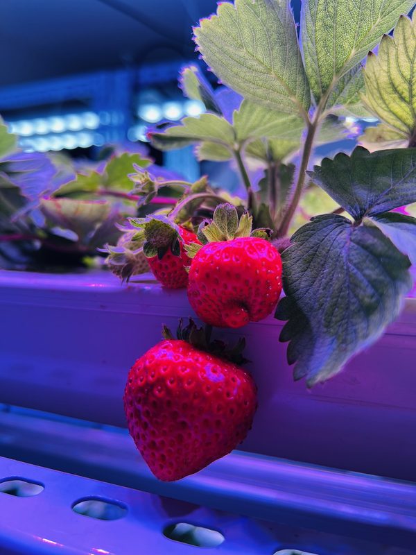 Fresh strawberries growing under Koray LED grow lights in an indoor vertical farm