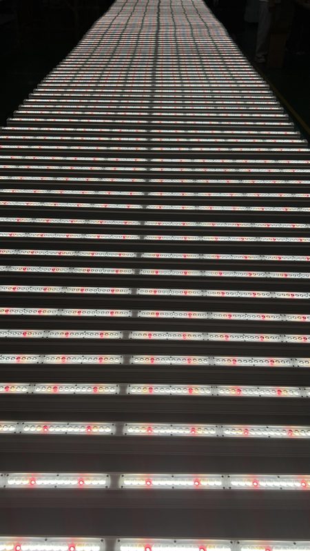 Koray GE35 LED grow bar showing full-spectrum output optimized for strawberry flowering