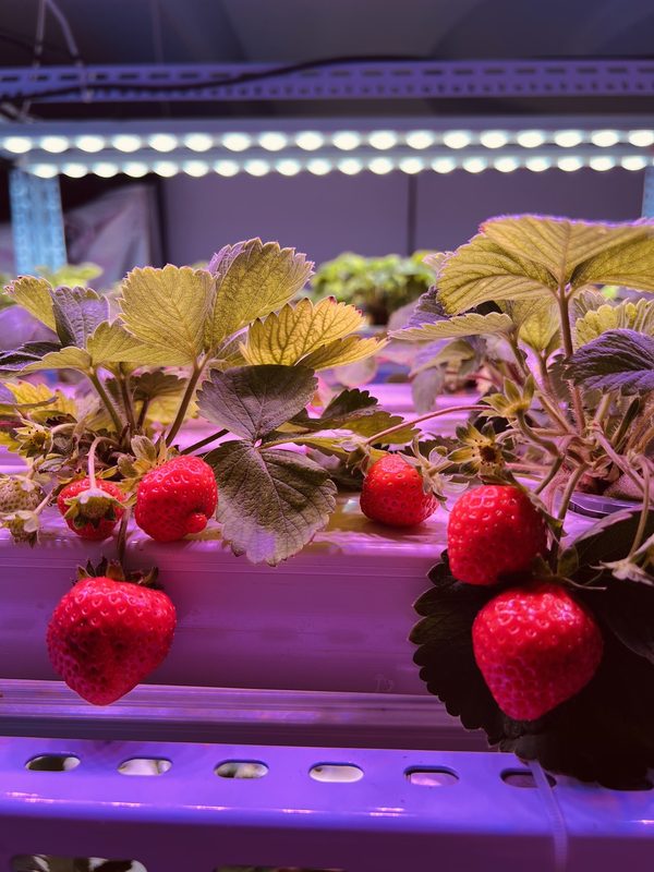 Strawberry plants flowering and fruiting under Koray GE35 full-spectrum LED grow lights