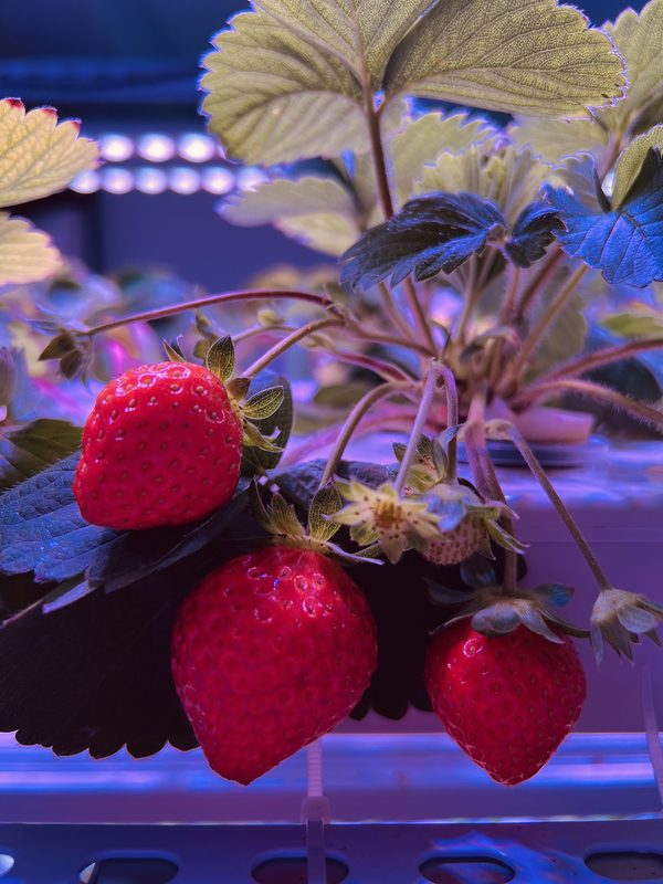 Strawberry plants growing at optimal distance under Koray LED grow lights showing healthy foliage and fruit