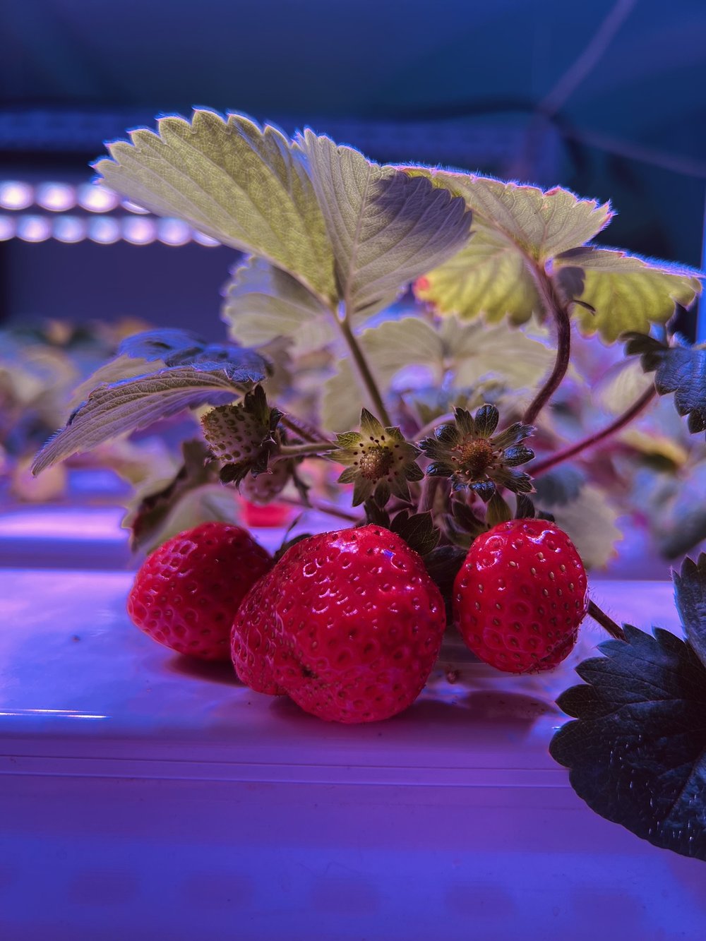Strawberry plants growing uniformly under LED grow lights