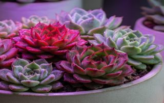 Colorful succulents under LED grow lights showing red and blue spectrum benefits