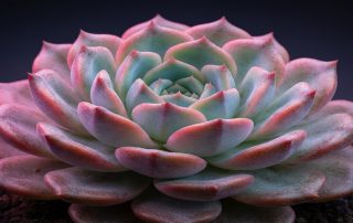 Best grow light for Echeveria succulents - Koray Lighting recommendation