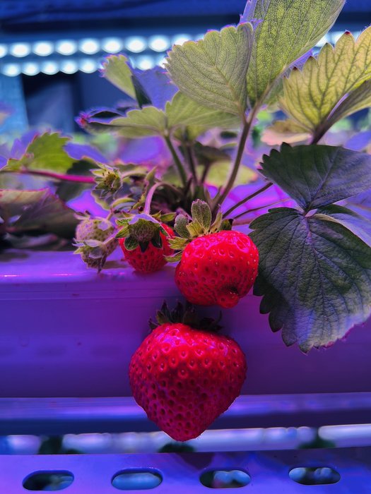 Ripe strawberries grown under optimized LED light spectrum