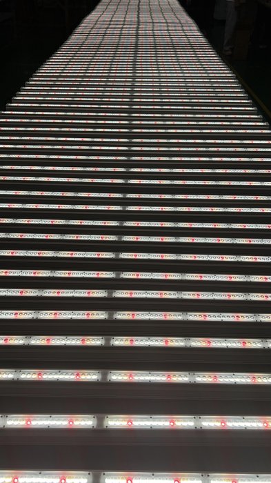 Koray GE35 LED bar installed on vertical farming shelf for strawberry growing