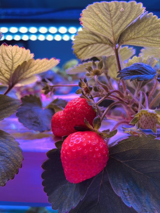 Freshly harvested strawberries from a vertical farm with LED grow lights